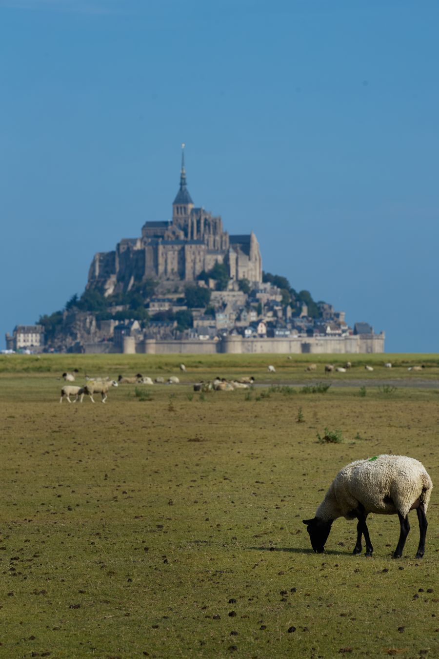 Vue sur le Mont Saint Michel depuis la plaine. Des moutons sont au premier plan
