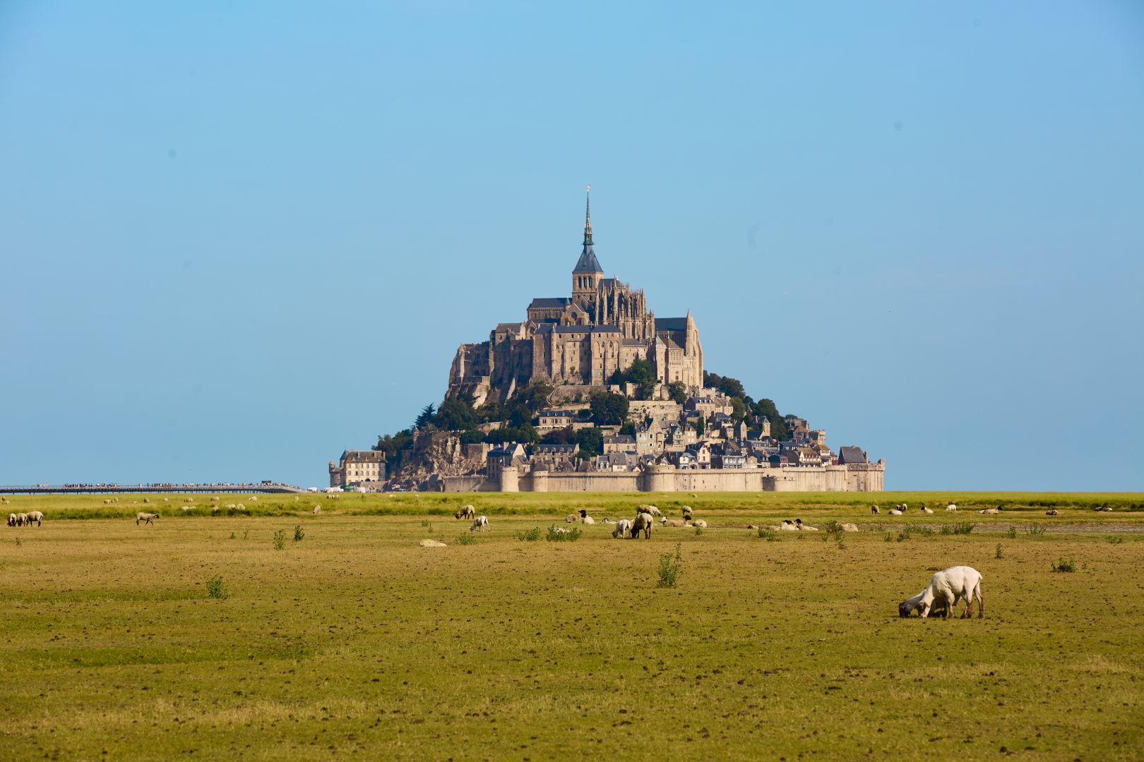 Vue sur le Mont Saint Michel depuis la plaine. Des moutons sont au premier plan